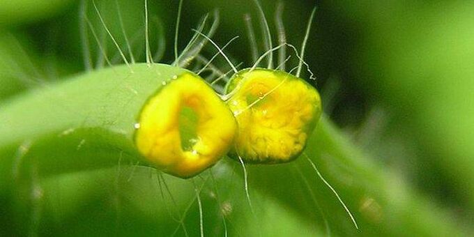jugo de hierba celidonia de papiloma